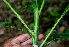 ( - BioBot01194)  @11 [ ] CreativeCommons - Attribution Non-Commercial Share-Alike (2010) Daniel H. Janzen Guanacaste Dry Forest Conservation Fund