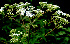 ( - BioBot01195)  @11 [ ] CreativeCommons - Attribution Non-Commercial Share-Alike (2010) Daniel H. Janzen Guanacaste Dry Forest Conservation Fund