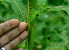 ( - BioBot01195)  @11 [ ] CreativeCommons - Attribution Non-Commercial Share-Alike (2010) Daniel H. Janzen Guanacaste Dry Forest Conservation Fund
