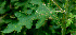  ( - BioBot01195)  @11 [ ] CreativeCommons - Attribution Non-Commercial Share-Alike (2010) Daniel H. Janzen Guanacaste Dry Forest Conservation Fund