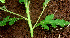  ( - BioBot01195)  @11 [ ] CreativeCommons - Attribution Non-Commercial Share-Alike (2010) Daniel H. Janzen Guanacaste Dry Forest Conservation Fund