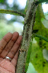  ( - BioBot01196)  @11 [ ] CreativeCommons - Attribution Non-Commercial Share-Alike (2010) Daniel H. Janzen Guanacaste Dry Forest Conservation Fund