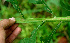  ( - BioBot01196)  @11 [ ] CreativeCommons - Attribution Non-Commercial Share-Alike (2010) Daniel H. Janzen Guanacaste Dry Forest Conservation Fund