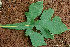  ( - BioBot01196)  @11 [ ] CreativeCommons - Attribution Non-Commercial Share-Alike (2010) Daniel H. Janzen Guanacaste Dry Forest Conservation Fund