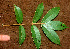  (Cnestidium - BioBot01203)  @11 [ ] CreativeCommons - Attribution Non-Commercial Share-Alike (2010) Daniel H. Janzen Guanacaste Dry Forest Conservation Fund