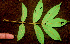  ( - BioBot01203)  @11 [ ] CreativeCommons - Attribution Non-Commercial Share-Alike (2010) Daniel H. Janzen Guanacaste Dry Forest Conservation Fund