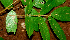  ( - BioBot01204)  @11 [ ] CreativeCommons - Attribution Non-Commercial Share-Alike (2010) Daniel H. Janzen Guanacaste Dry Forest Conservation Fund