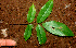  ( - BioBot01204)  @11 [ ] CreativeCommons - Attribution Non-Commercial Share-Alike (2010) Daniel H. Janzen Guanacaste Dry Forest Conservation Fund