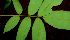 ( - BioBot01205)  @11 [ ] CreativeCommons - Attribution Non-Commercial Share-Alike (2010) Daniel H. Janzen Guanacaste Dry Forest Conservation Fund