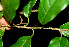  ( - BioBot01209)  @11 [ ] CreativeCommons - Attribution Non-Commercial Share-Alike (2010) Daniel H. Janzen Guanacaste Dry Forest Conservation Fund