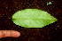  ( - BioBot01209)  @11 [ ] CreativeCommons - Attribution Non-Commercial Share-Alike (2010) Daniel H. Janzen Guanacaste Dry Forest Conservation Fund