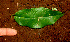  ( - BioBot01209)  @11 [ ] CreativeCommons - Attribution Non-Commercial Share-Alike (2010) Daniel H. Janzen Guanacaste Dry Forest Conservation Fund