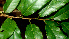  ( - BioBot01209)  @11 [ ] CreativeCommons - Attribution Non-Commercial Share-Alike (2010) Daniel H. Janzen Guanacaste Dry Forest Conservation Fund