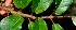  ( - BioBot01210)  @11 [ ] CreativeCommons - Attribution Non-Commercial Share-Alike (2010) Daniel H. Janzen Guanacaste Dry Forest Conservation Fund