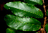  ( - BioBot01210)  @11 [ ] CreativeCommons - Attribution Non-Commercial Share-Alike (2010) Daniel H. Janzen Guanacaste Dry Forest Conservation Fund