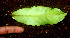  ( - BioBot01210)  @11 [ ] CreativeCommons - Attribution Non-Commercial Share-Alike (2010) Daniel H. Janzen Guanacaste Dry Forest Conservation Fund