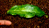  ( - BioBot01210)  @11 [ ] CreativeCommons - Attribution Non-Commercial Share-Alike (2010) Daniel H. Janzen Guanacaste Dry Forest Conservation Fund