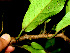  ( - BioBot01210)  @11 [ ] CreativeCommons - Attribution Non-Commercial Share-Alike (2010) Daniel H. Janzen Guanacaste Dry Forest Conservation Fund