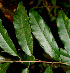  ( - BioBot01211)  @11 [ ] CreativeCommons - Attribution Non-Commercial Share-Alike (2010) Daniel H. Janzen Guanacaste Dry Forest Conservation Fund