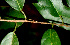  ( - BioBot01211)  @11 [ ] CreativeCommons - Attribution Non-Commercial Share-Alike (2010) Daniel H. Janzen Guanacaste Dry Forest Conservation Fund