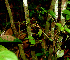  ( - BioBot01211)  @11 [ ] CreativeCommons - Attribution Non-Commercial Share-Alike (2010) Daniel H. Janzen Guanacaste Dry Forest Conservation Fund