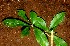  (Psychotria Espinoza5675 - BioBot01212)  @11 [ ] CreativeCommons - Attribution Non-Commercial Share-Alike (2010) Daniel H. Janzen Guanacaste Dry Forest Conservation Fund