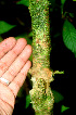  ( - BioBot01213)  @11 [ ] CreativeCommons - Attribution Non-Commercial Share-Alike (2010) Daniel H. Janzen Guanacaste Dry Forest Conservation Fund