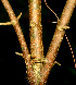  ( - BioBot01214)  @11 [ ] CreativeCommons - Attribution Non-Commercial Share-Alike (2010) Daniel H. Janzen Guanacaste Dry Forest Conservation Fund