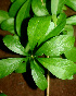  ( - BioBot01214)  @11 [ ] CreativeCommons - Attribution Non-Commercial Share-Alike (2010) Daniel H. Janzen Guanacaste Dry Forest Conservation Fund