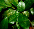  ( - BioBot01215)  @11 [ ] CreativeCommons - Attribution Non-Commercial Share-Alike (2010) Daniel H. Janzen Guanacaste Dry Forest Conservation Fund