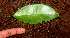  ( - BioBot01215)  @11 [ ] CreativeCommons - Attribution Non-Commercial Share-Alike (2010) Daniel H. Janzen Guanacaste Dry Forest Conservation Fund