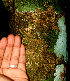  ( - BioBot01216)  @11 [ ] CreativeCommons - Attribution Non-Commercial Share-Alike (2010) Daniel H. Janzen Guanacaste Dry Forest Conservation Fund