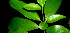  ( - BioBot01216)  @11 [ ] CreativeCommons - Attribution Non-Commercial Share-Alike (2010) Daniel H. Janzen Guanacaste Dry Forest Conservation Fund