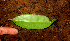  ( - BioBot01216)  @11 [ ] CreativeCommons - Attribution Non-Commercial Share-Alike (2010) Daniel H. Janzen Guanacaste Dry Forest Conservation Fund