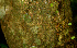  ( - BioBot01217)  @11 [ ] CreativeCommons - Attribution Non-Commercial Share-Alike (2010) Daniel H. Janzen Guanacaste Dry Forest Conservation Fund