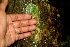  ( - BioBot01217)  @11 [ ] CreativeCommons - Attribution Non-Commercial Share-Alike (2010) Daniel H. Janzen Guanacaste Dry Forest Conservation Fund