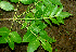 ( - BioBot01227)  @11 [ ] CreativeCommons - Attribution Non-Commercial Share-Alike (2010) Daniel H. Janzen Guanacaste Dry Forest Conservation Fund