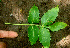  ( - BioBot01227)  @11 [ ] CreativeCommons - Attribution Non-Commercial Share-Alike (2010) Daniel H. Janzen Guanacaste Dry Forest Conservation Fund