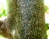  ( - BioBot01228)  @11 [ ] CreativeCommons - Attribution Non-Commercial Share-Alike (2010) Daniel H. Janzen Guanacaste Dry Forest Conservation Fund