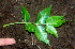  ( - BioBot01228)  @11 [ ] CreativeCommons - Attribution Non-Commercial Share-Alike (2010) Daniel H. Janzen Guanacaste Dry Forest Conservation Fund