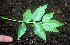  ( - BioBot01228)  @11 [ ] CreativeCommons - Attribution Non-Commercial Share-Alike (2010) Daniel H. Janzen Guanacaste Dry Forest Conservation Fund