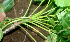  ( - BioBot01228)  @11 [ ] CreativeCommons - Attribution Non-Commercial Share-Alike (2010) Daniel H. Janzen Guanacaste Dry Forest Conservation Fund
