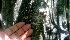  ( - BioBot01229)  @11 [ ] CreativeCommons - Attribution Non-Commercial Share-Alike (2010) Daniel H. Janzen Guanacaste Dry Forest Conservation Fund