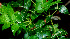 ( - BioBot01229)  @11 [ ] CreativeCommons - Attribution Non-Commercial Share-Alike (2010) Daniel H. Janzen Guanacaste Dry Forest Conservation Fund