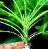  ( - BioBot01229)  @11 [ ] CreativeCommons - Attribution Non-Commercial Share-Alike (2010) Daniel H. Janzen Guanacaste Dry Forest Conservation Fund