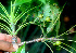  ( - BioBot01229)  @11 [ ] CreativeCommons - Attribution Non-Commercial Share-Alike (2010) Daniel H. Janzen Guanacaste Dry Forest Conservation Fund