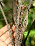  (Bactris major - BioBot01230)  @11 [ ] CreativeCommons - Attribution Non-Commercial Share-Alike (2010) Daniel H. Janzen Guanacaste Dry Forest Conservation Fund