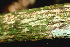  (Aegiphila cephalophora - BioBot01239)  @11 [ ] CreativeCommons - Attribution Non-Commercial Share-Alike (2010) Daniel H. Janzen Guanacaste Dry Forest Conservation Fund