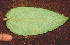  ( - BioBot01239)  @11 [ ] CreativeCommons - Attribution Non-Commercial Share-Alike (2010) Daniel H. Janzen Guanacaste Dry Forest Conservation Fund