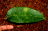  ( - BioBot01239)  @11 [ ] CreativeCommons - Attribution Non-Commercial Share-Alike (2010) Daniel H. Janzen Guanacaste Dry Forest Conservation Fund
